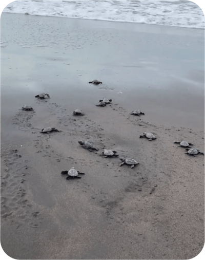 Liberación de tortugas